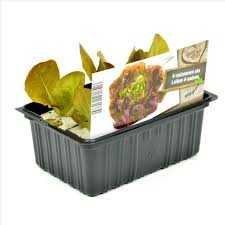 4-Seizoenensla - Slaplant Moestuinplant