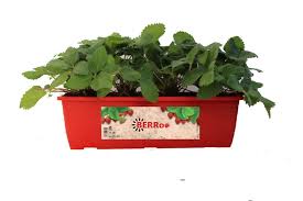 Aardbei in Bloembak