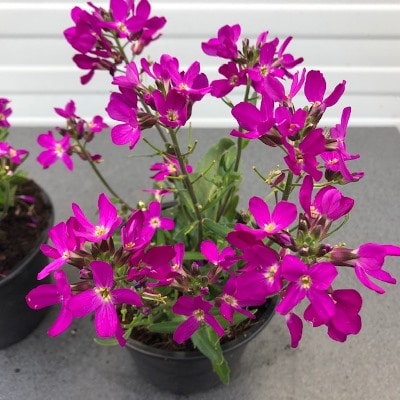 Arabis Paars