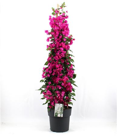 Bougainvillea xxl 150cm roos
