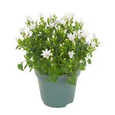 Campanula wit