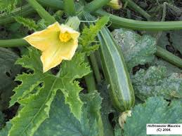 Courgette