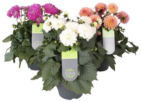 Dahlia XL
