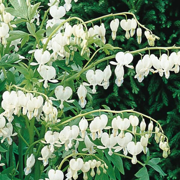 Dicentra wit