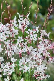 Gaura Swirling Butterfly