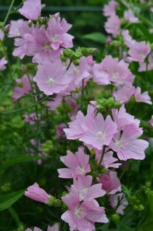Lavatera Rosea