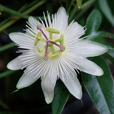 Passiflora Constance – Passiebloem Klimplant