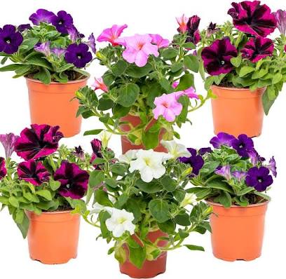 Petunia