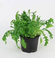 Pluk-Rucola
