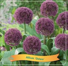 Alium Ostara
