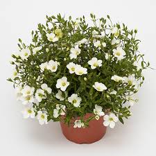 Arenaria Montana