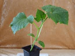 Augurk - Komkommerplant Moestuinplant
