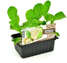 Bloemkool - Koolplant Moestuinplant