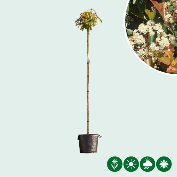 Bol Photinia 240cm