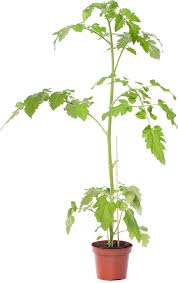 Cherrytomaat - Tomatenplant Moestuinplant
