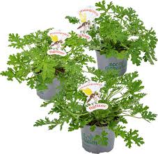Citroengeranium - Geurplant Pelargonium Citrosum
