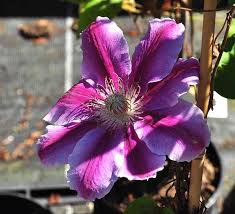 Clematis Dr. Ruppel – Bosrank Klimplant