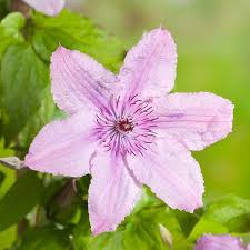 Clematis Hagley Hybrid – Bosrank Klimplant
