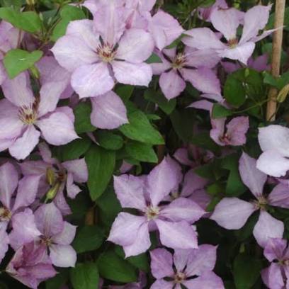 Clematis Margaret Hunt – Bosrank Klimplant