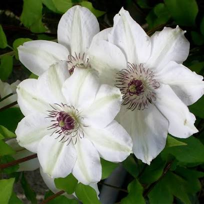 Clematis Miss Bateman – Bosrank Klimplant