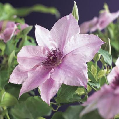 Clematis Pink Fantasy – Bosrank Klimplant