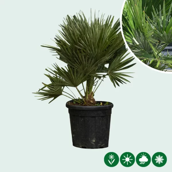 Dwergpalm ‘Vulcano’