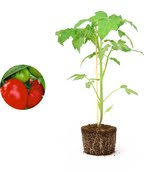 Italiaanse Tomaat - Tomatenplant Moestuinplant