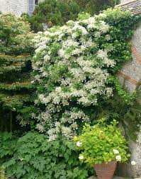 Klimhortensia – Hydrangea Petiolaris Klimplant