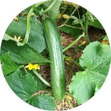 Komkommer - Komkommerplant Moestuinplant