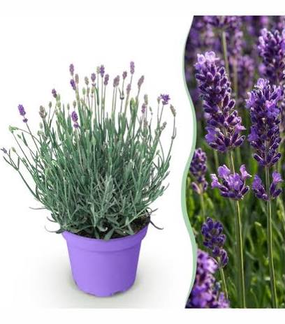 Lavandula Essence Purple - Lavendelplant Tuinplant