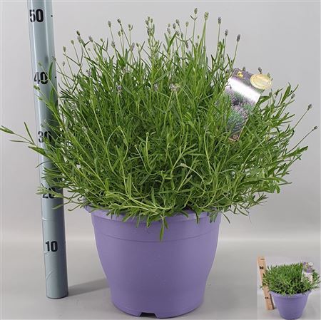 Lavandula Essence Purple - Lavendelplant Tuinplant