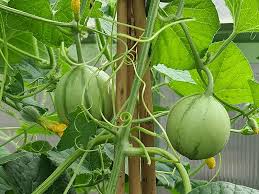 Meloen - Meloenplant Moestuinplant