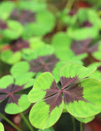 Oxalis Duo - Klaverplant Bloeiende Terrasplant