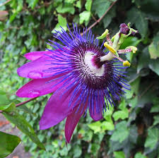 Passiflora Beervelde – Passiebloem Klimplant