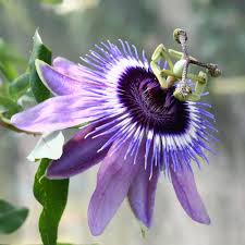 Passiflora Betti Miles – Passiebloem Klimplant