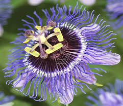 Passiflora Purple Rain – Passiebloem Klimplant