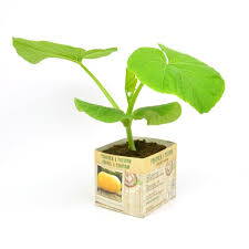 Pompoen Gele Reus - Pompoenplant Moestuinplant