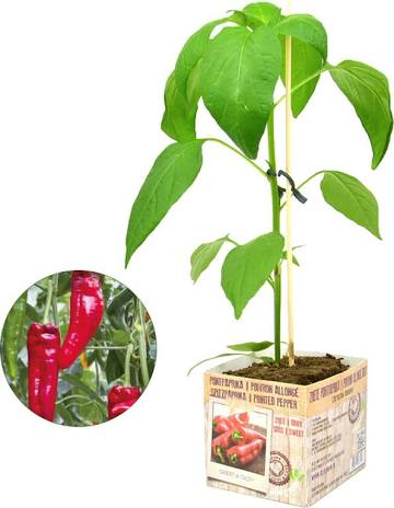 Puntpaprika - Paprikaplant Moestuinplant