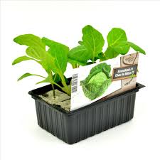 Savooikool - Koolplant - Moestuinplant
