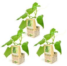 Snack-Komkommer Geënt - Komkommerplant Moestuinplant