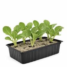 Spruitkool - Koolplant Moestuinplant