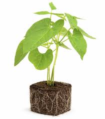 Staaksnijboon - Bonenplant Moestuinplant