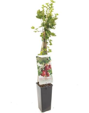 Stekelbes - Kruisbesplant Fruitplant