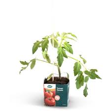Tomaat Pyros - Tomatenplant Moestuinplant