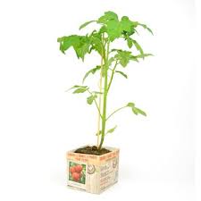 Tomaat Saint Pierre - Tomatenplant Moestuinplant