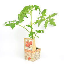 Tros-Tomaat Geënt - Tomatenplant Moestuinplant