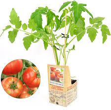 Vleestomaat 2-Kop - Tomatenplant Moestuinplant