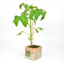 Vleestomaat Hybride F1 - Tomatenplant Moestuinplant
