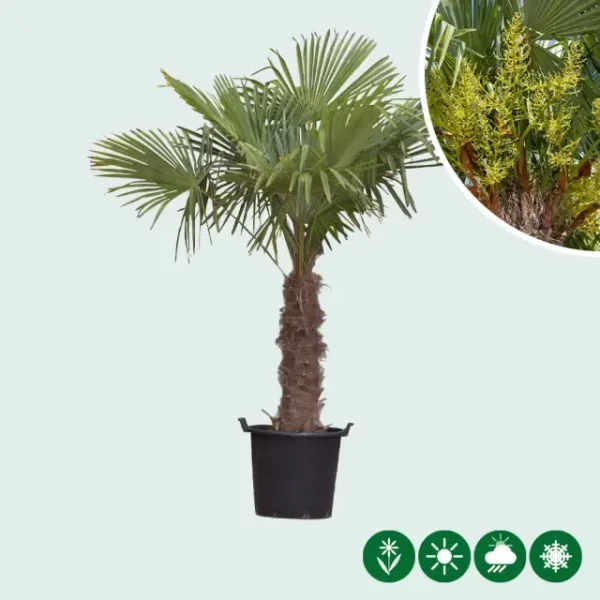 Chinese waaierpalm 60 cm stamhoogte