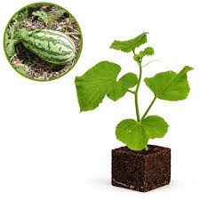 Watermeloen - Meloenplant Moestuinplant
